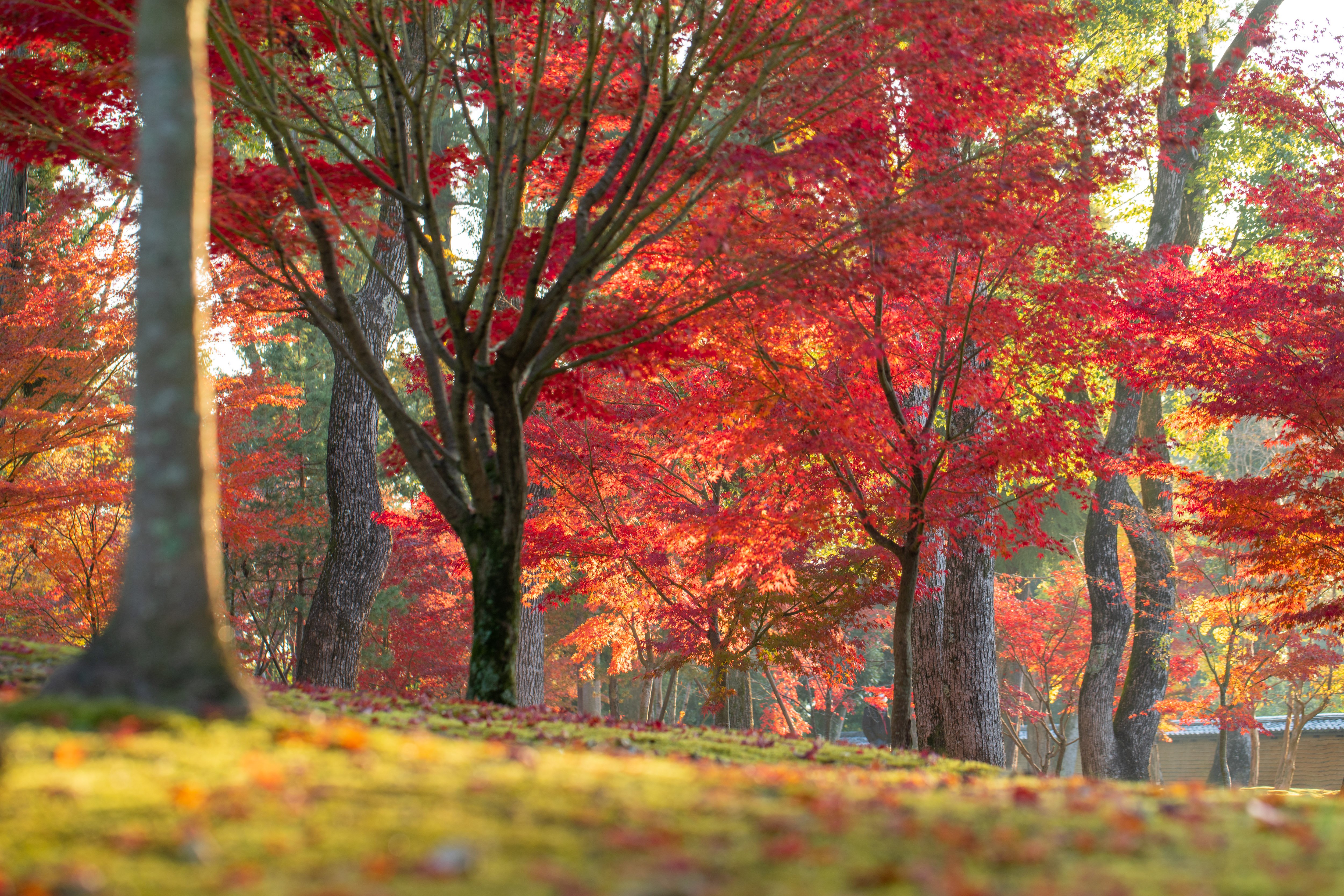 Nature & landscape